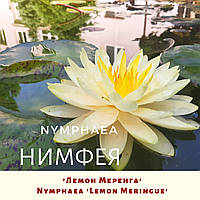 Німфея 'Лемон Меренга'/ Нимфея 'Лемон Меренга'/ Nymphaea 'Lemon Meringue'