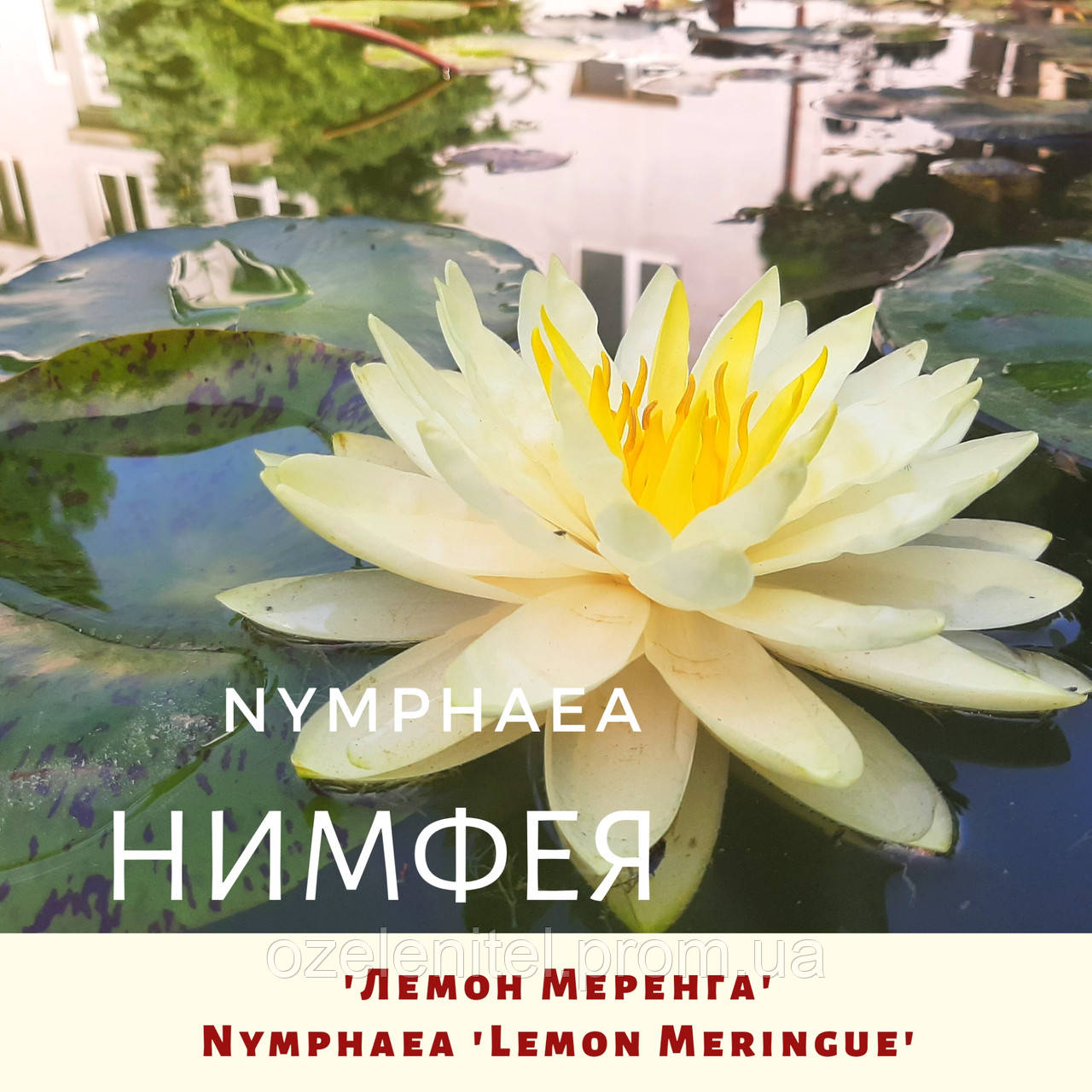 Німфея 'Лемон Меренга'/ Нимфея 'Лемон Меренга'/ Nymphaea 'Lemon Meringue' - фото 1 - id-p1994418984