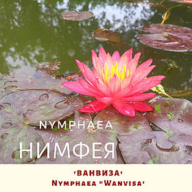 Німфея 'Ванвіза'/ Нимфея 'Ванвиза'/ Nymphaea 'Wanvisa'