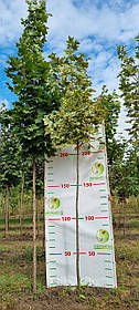 Клен гостролистий "Друммонді"/Acer platanoides "Drummondii" 2,0-2,5м