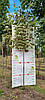 Клен гостролистий "Друммонді"/Acer platanoides "Drummondii" 2,0-2,5м, фото 2