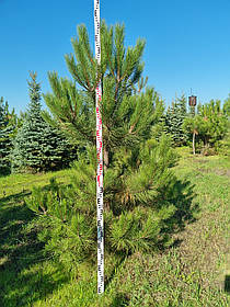 Сосна кримська/Pinus pallasiana 1.81-2.20