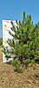 Сосна кримська/Pinus pallasiana 1.81-2.20, фото 2