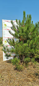 Сосна кримська / Pinus рallasiana 2,21-2,50м