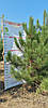 Сосна кримська / Pinus рallasiana 2,21-2,50м, фото 3