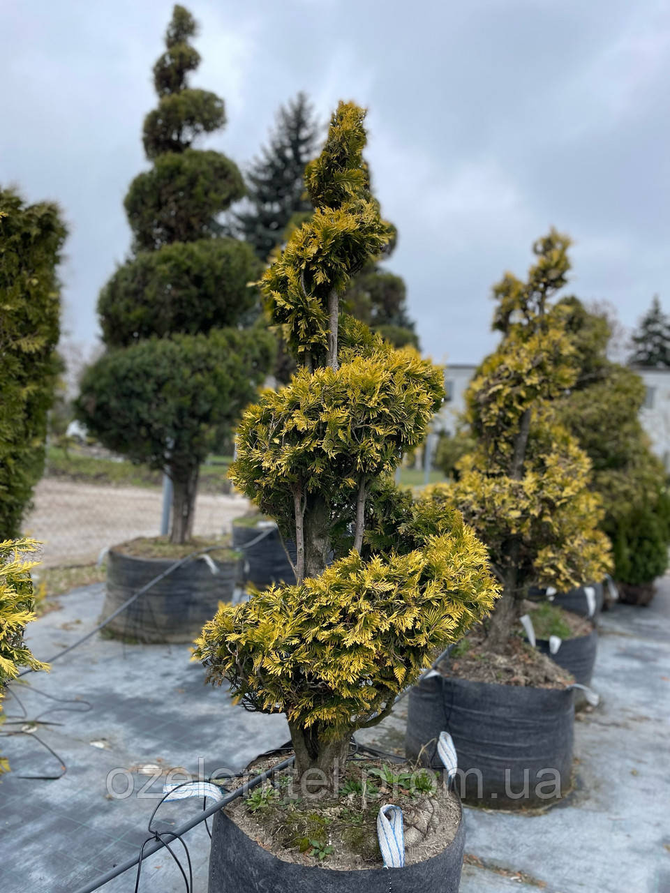 Туя західна "Санкіст"/Thuja occidentalis "Sunkist" спираль