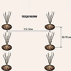 Саджанці літньої малини Маросейка - середньо-рання, безшипна, крупноплідна, солодка, фото 9