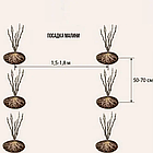 Саджанці літньої малини Гусар - ранньо-середня, стійка, урожайна, фото 9