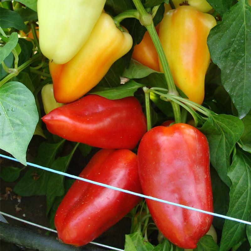 Перець солодкий Цинтія F1 Moravoseed 50 шт, фото 1