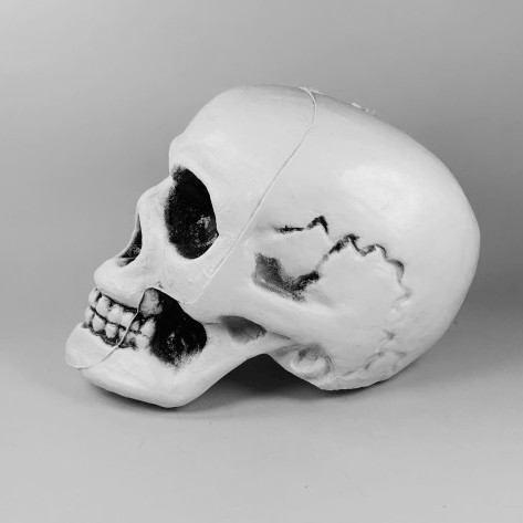 Реалистичный пластиковый череп, декор на хэллоуин 10 см - фото 1 - id-p1994593157