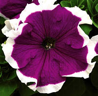 Семена Петуния крупноцветковая Фрост F1 Фиолетовая (Violet) 500 семян Syngenta