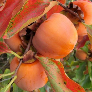 Саджанці хурми Хіакуме (трьохрічна) - середня, самоплідна, солодка.