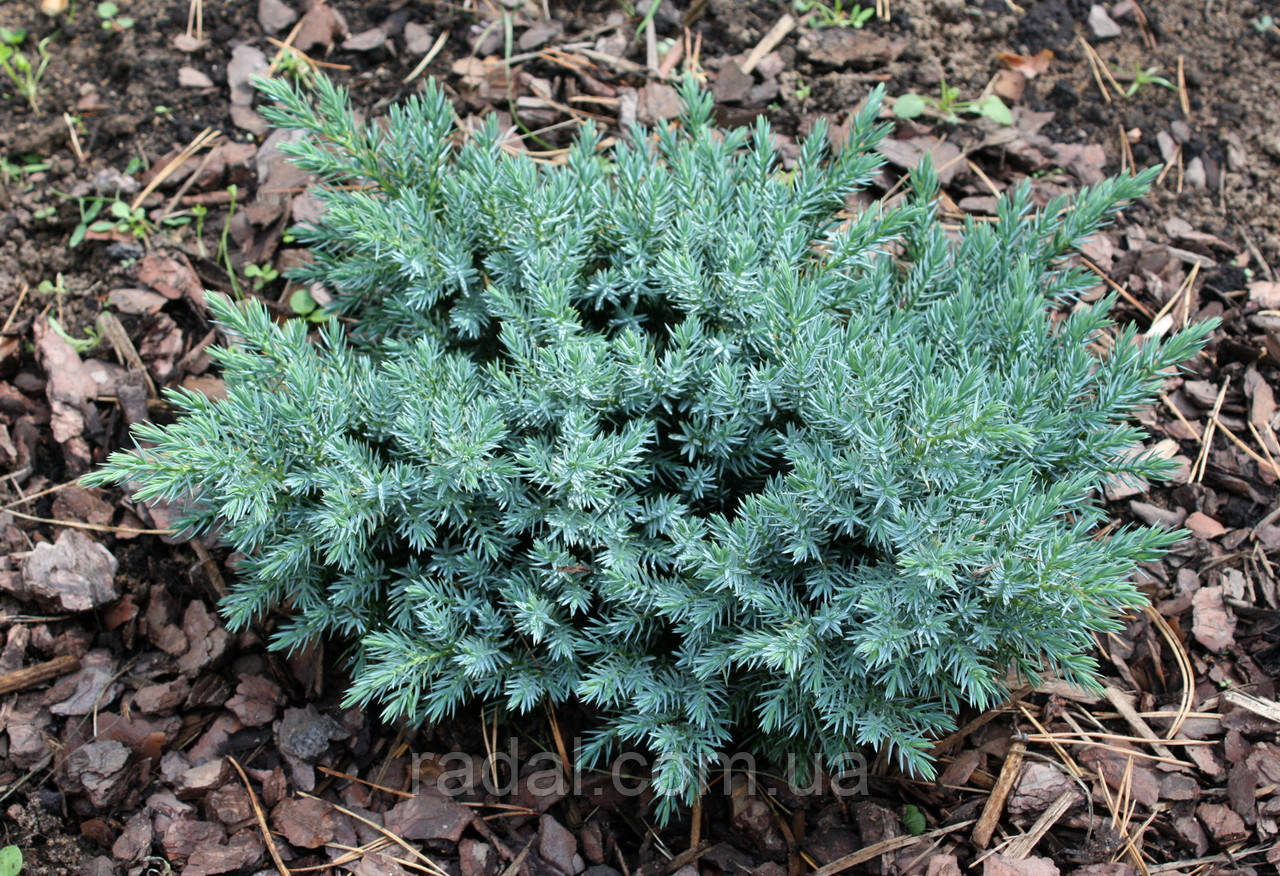Ялівець лускатий Блю Стар С2 (Juniperus squamata Blue Star), фото 1