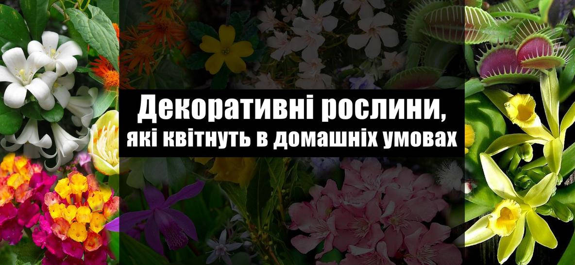https://images.prom.ua/5016076460_w1420_h798_5016076460.jpg