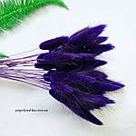 Лагурус натуральний темно-фіолетовий, фото 2