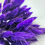 Лагурус натуральний темно-фіолетовий, фото 3