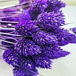 Фаляріс натуральний темно- фіолетовий, фото 3