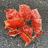 Кущ калини осінь 30 см, фото 2