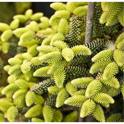 Ялиця іспанська Aurea 3 річна, Пихта іспанская Ауреа, Abies pinsapo Aurea, фото 1