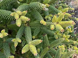 Ялиця іспанська Aurea 3 річна, Пихта іспанская Ауреа, Abies pinsapo Aurea, фото 3