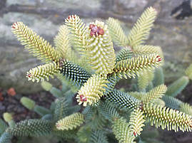Ялиця іспанська Aurea 3 річна, Пихта іспанская Ауреа, Abies pinsapo Aurea, фото 4