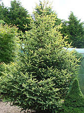 Ялиця іспанська Aurea 3 річна, Пихта іспанская Ауреа, Abies pinsapo Aurea, фото 5