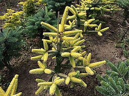 Ялиця іспанська Aurea 3 річна, Пихта іспанская Ауреа, Abies pinsapo Aurea, фото 6