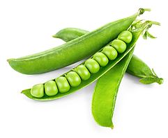 Горох КІНГСТОН (ДІНГА) | KINGSTON Hazera 100 000