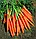 Асіння ранньостиглої сортової моркви Нантес 3, фото 8