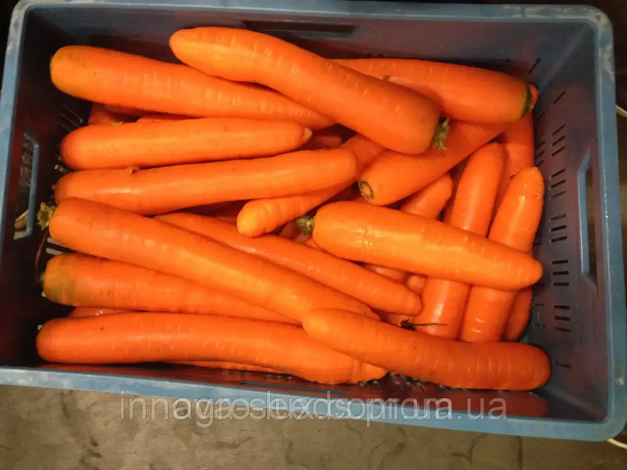 Асіння ранньостиглої сортової моркви Нантес 3