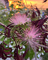 Альбіція "Summer Chocolate". Альбиция "SUMMER CHOCOLATE". Albizia julibrissin "SUMMER CHOCOLATE".