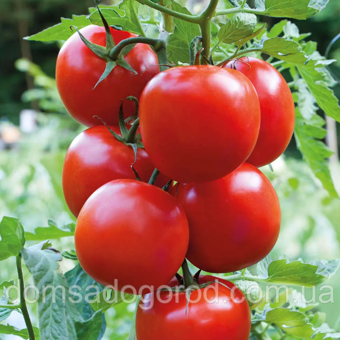 Томат  ДЕБЮТ F1 |  DEBUT Seminis 1000 насінин