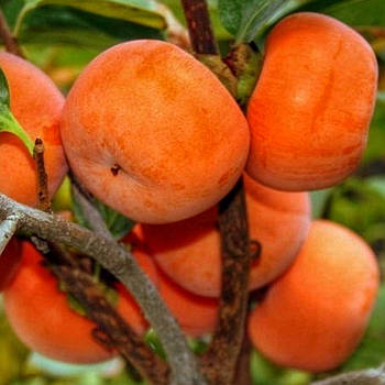 Саджанці хурми Віргінська (трирічна) - невибаглива, морозостійка, середня