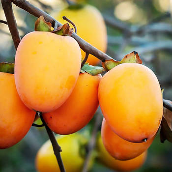 Саджанці хурми Персимон (трирічна) - середня, самоплідна, солодка