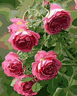 Картина за номерами, (BRM8983), Садові троянди, 40 х 50 см, Brushme