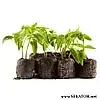 ТАБЛЕТКИ КОКОСОВІ COCOPRESS 36мм, Данія, фото 4