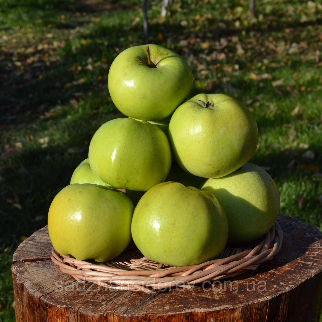 Ауыздағы сиськи арасындағы фото