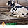 Гумовий мат для корівників Animattress I, фото 5