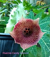 Huernia Candy Maroon, 1-2 черенка