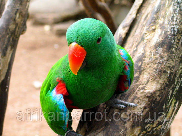 Төменнен жоғарыға дейін жалаңаш қыздар