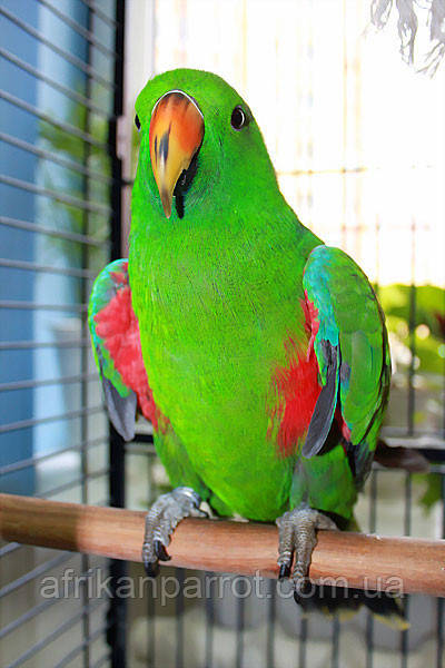 Ұялы телефондардан эротикалық бейнелер