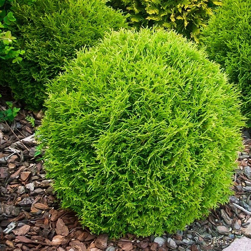 Саджанці Туї західної Хосери (Thuja occidentalis Hoseri)