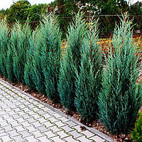 Саженцы Можжевельника скального Блю Арроу (Juniperus scopulorum Blue Arrow) 3-х летний