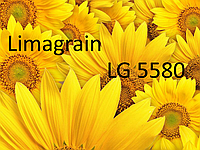 Насіння соняшника ЛГ 5580 Лімагрейн