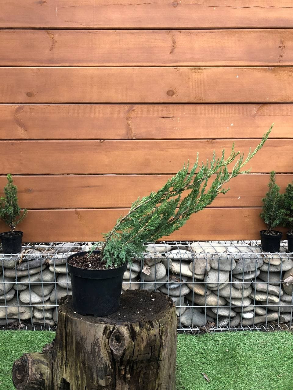 Можівельник горизонтальний Rovinsky Garden Alpina Juniperus horizontalis, висота 30-40 см, об'єм горщика 3 л