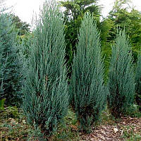 Можжевельник скальный Скайрокет Rovinsky Garden (Juniperus scopulorum Skyrocket), 80-110см, объём горшка 3л