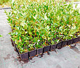 Саджанці чорноплідної горобини "Аронія" 1 л. контейнері з ґрунтом, фото 6