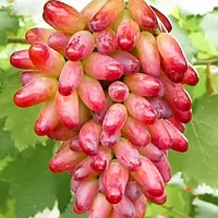 Саджанці Винограду Оригінал - середньо-пізнього строку, урожайний, морозостійкий