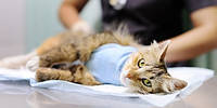 Догляд за кішкою після стерилізації: основні рекомендації