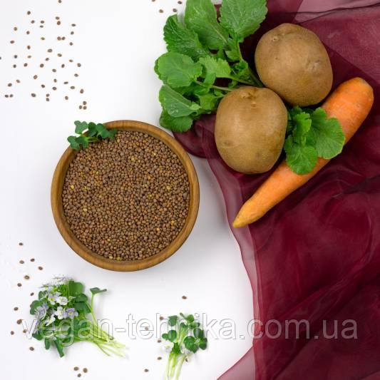 Редька олійна, насіння редьки